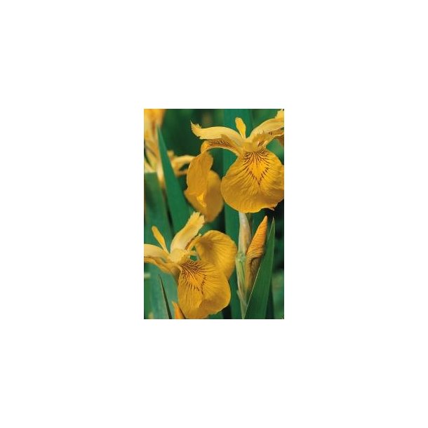 Gul sumpiris (Iris Pseudacorus)
