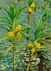 Sumpplante Gulldusk (Lysimachia thyrsiflora