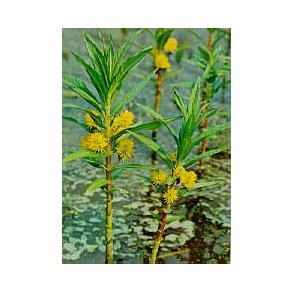 Sumpplante Gulldusk (Lysimachia thyrsiflora