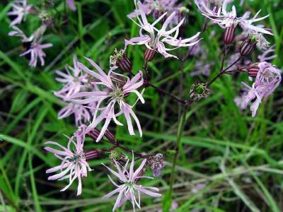 Hanekam (Lychnis flos-cuculi)