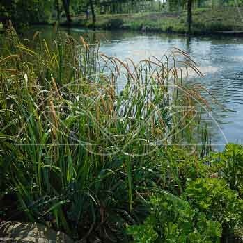 Sumpplante Hengestarr (Carex pendula)