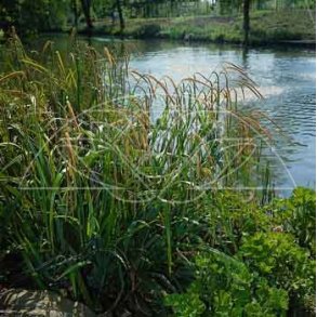 Hengestarr (Carex pendula)