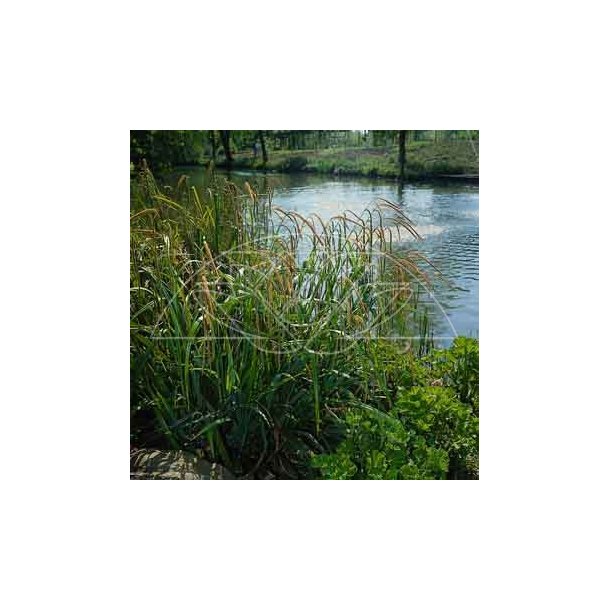 Hengestarr (Carex pendula)