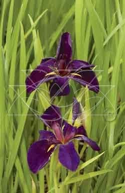 Iris Black Gamecock