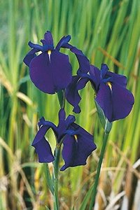 Iris kaempferi