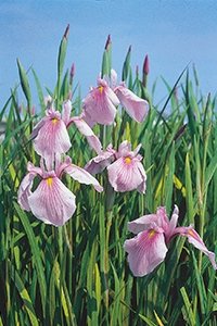 Sumplante Iris laevigata Rose Queen