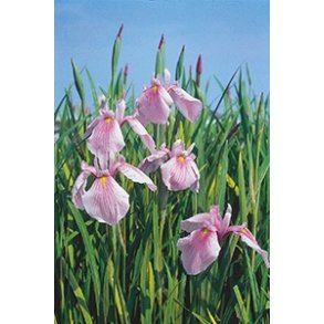 Iris laevigata Rose Queen