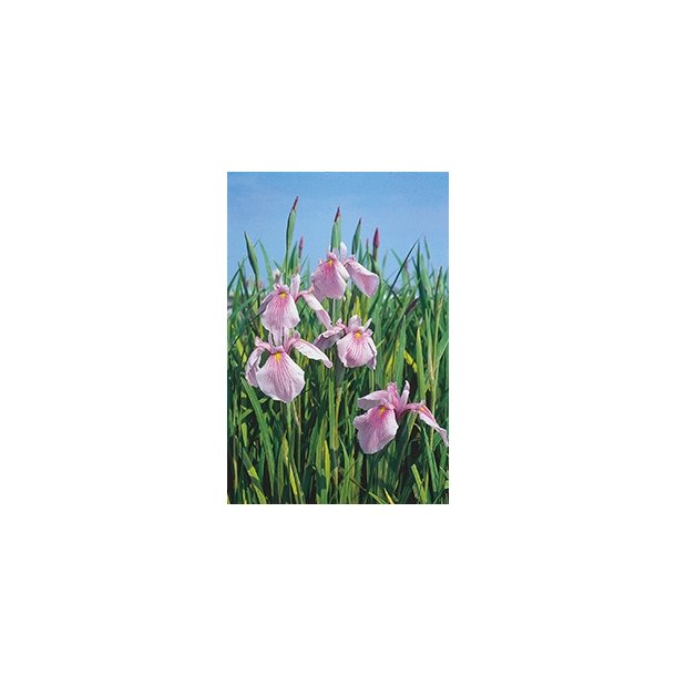 Iris laevigata Rose Queen