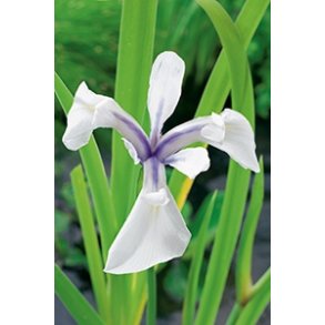 Iris laevigata Snowdrift