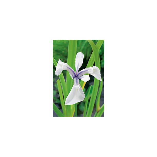 Iris laevigata Snowdrift