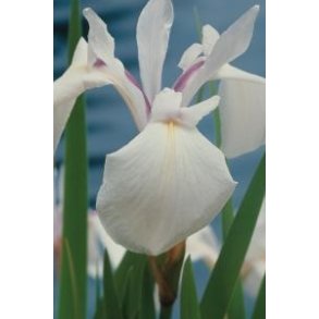 Iris sibirica Not Quite White 😀