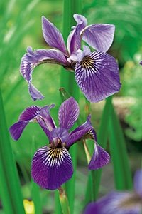Iris versicolor