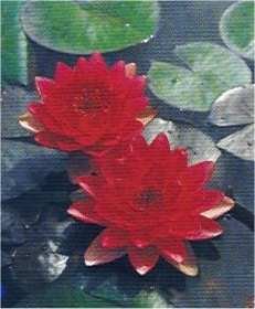 Nymphaeae James Brydon