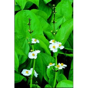 Japansk Pilblad (Sagittaria latifolia)