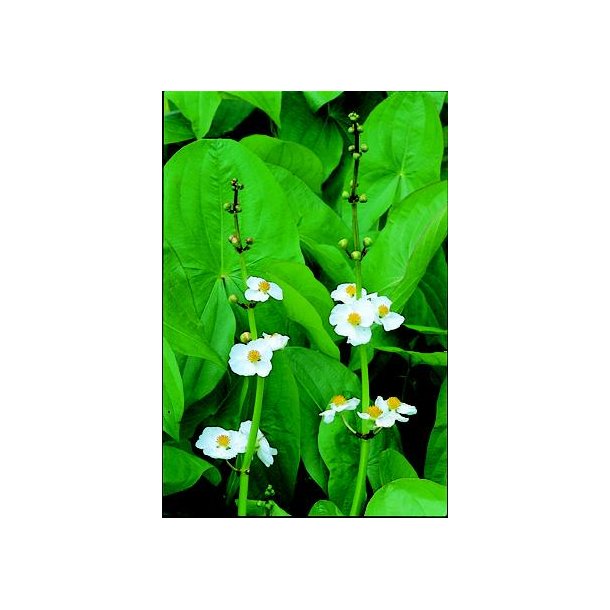 Japansk Pilblad (Sagittaria latifolia)