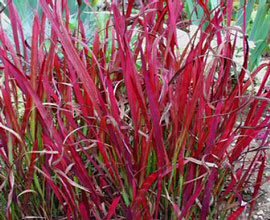 Kantplante Japansk blodgress �red baron� (Imperata cylindrica ) 