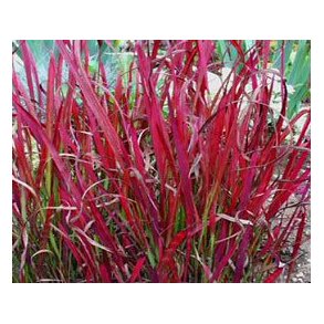 Japansk blodgress red baron (Imperata cylindrica ) 