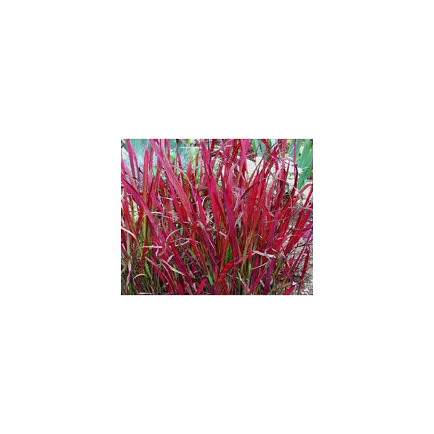 Japansk blodgress red baron (Imperata cylindrica ) 