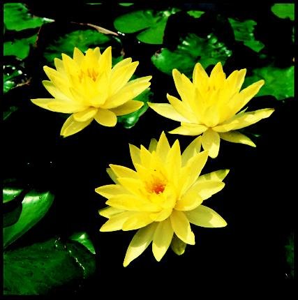 Nymphaeae Joey tomocik