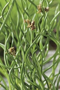Sumpplante Juncus effusus Spiralis
