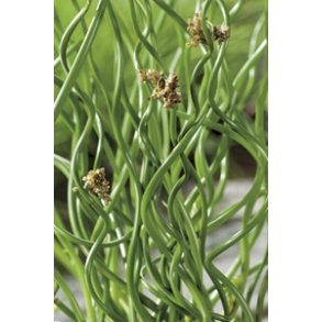Juncus effusus Spiralis