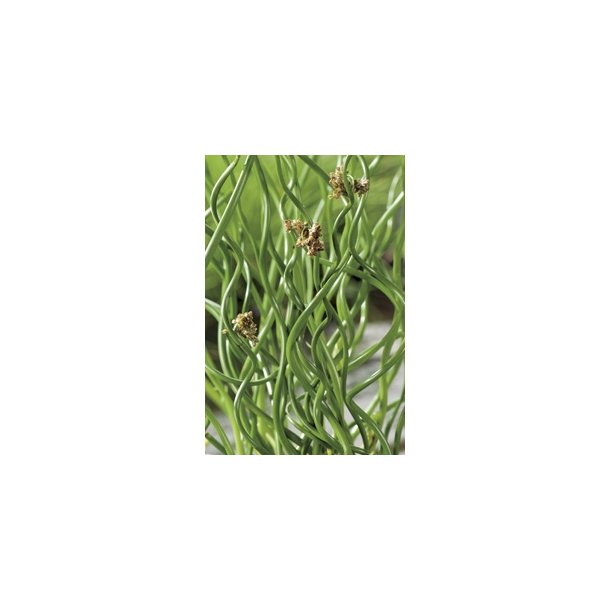Juncus effusus Spiralis