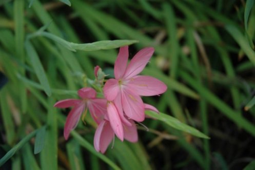 Rosa Kafferlilje (Schizostylis coccinea Mrs Hegarty)