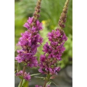 Kattehale (Lythrum salicaria)