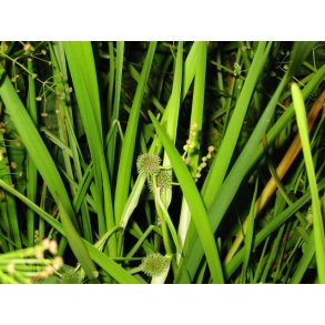 Kjempe-piggknopp (Sparganium erectum)