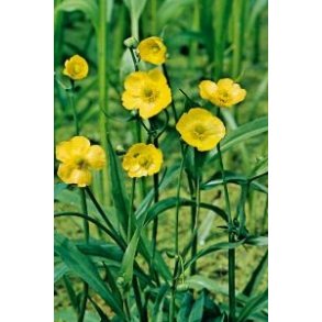 Kjempesoleie (Ranunculus Lingua)