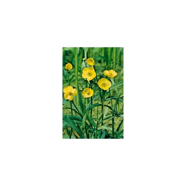 Kjempesoleie (Ranunculus Lingua)