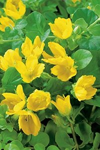 Kantplante Krypfredl�s (Lysimachia nummularia)