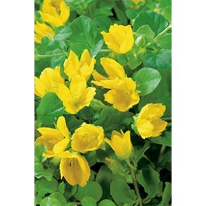 Krypfredls (Lysimachia nummularia)