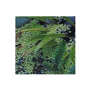 Liten Andemat (Lemna minor) porsjon