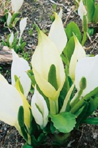 Sumplante Lysichiton camtschatcensi