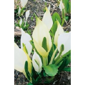 Sumplante Lysichiton camtschatcensi