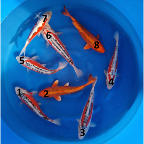 Mano / Kin Matsuba og Shushui / 32-37cm