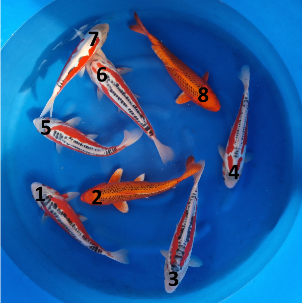 Mano / Kin Matsuba og Shushui / 32-37cm