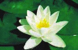 Nymphaeae Marliacea Albida