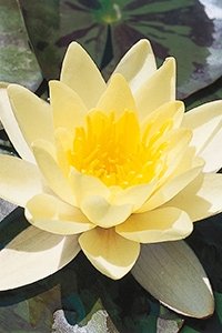 Nymphaeae Marliacea Chromatella