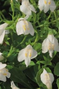 Sumpplante Mazus reptans 