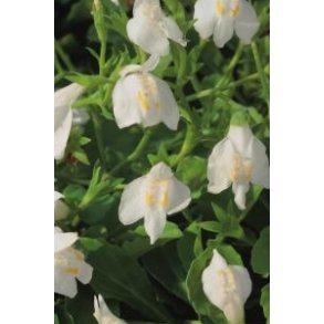 Sumpplante Mazus reptans 