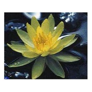 Nymphaeae Odorata Sulphurea