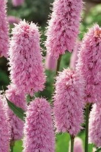 Kantplante Ormeslirekne (Polygonum bistorta) 