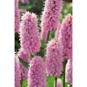 Kantplante Ormeslirekne (Polygonum bistorta) 