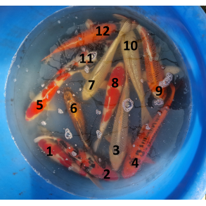 Hirasawa mix1 varianter 30-35cm