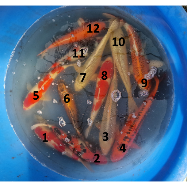 Hirasawa mix1 varianter 30-35cm