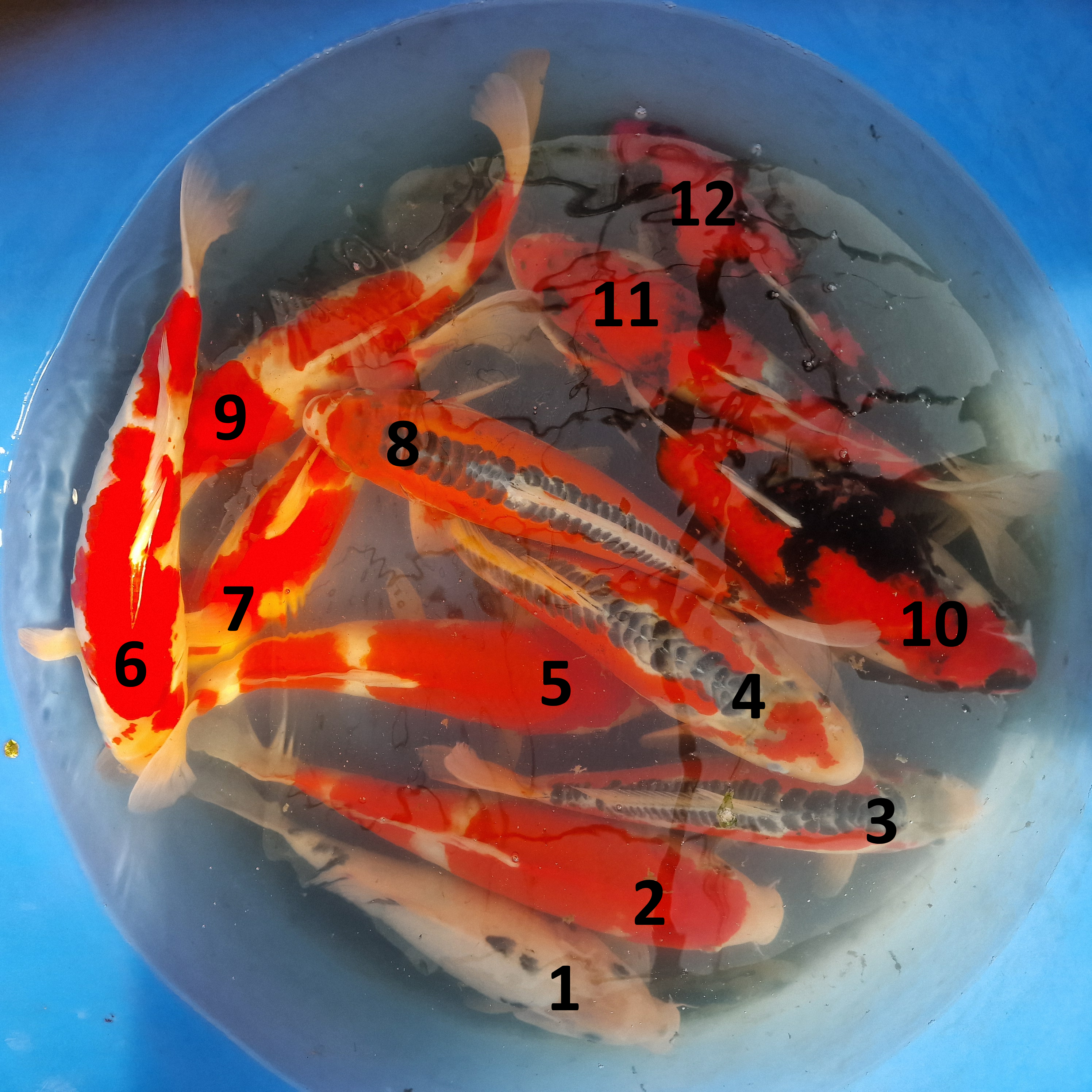 Hirasawa mix2 varianter 30-35cm