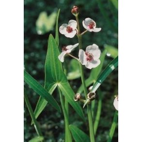 Pilblad (Sagittaria sagittifolia)