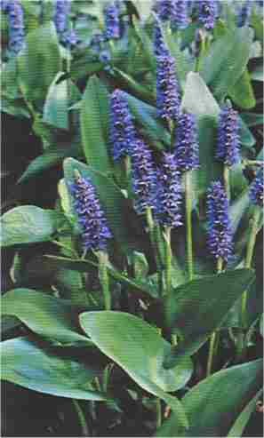 Sumpplante Pontederia cordata